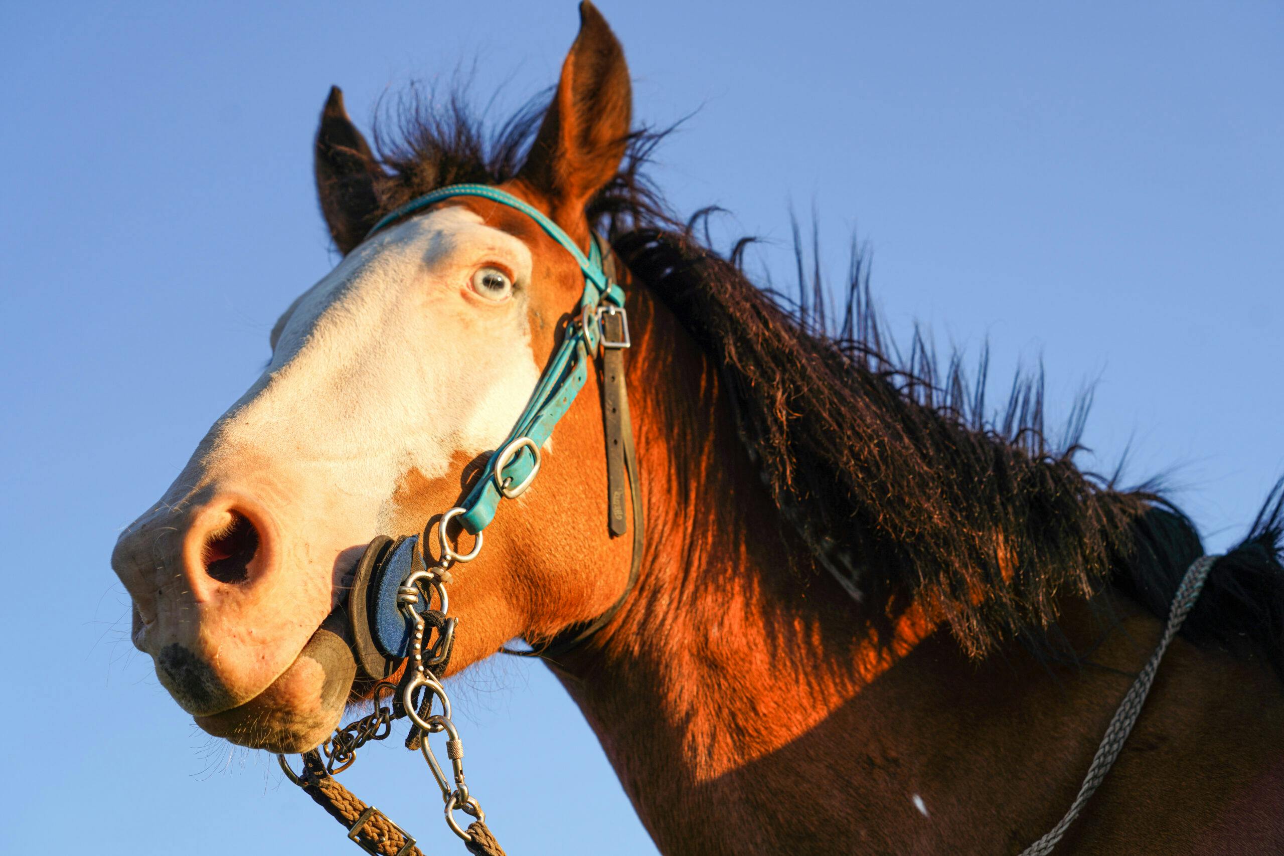 portrait of horse in Teotn Valley Magazine in Driggs Idaho.