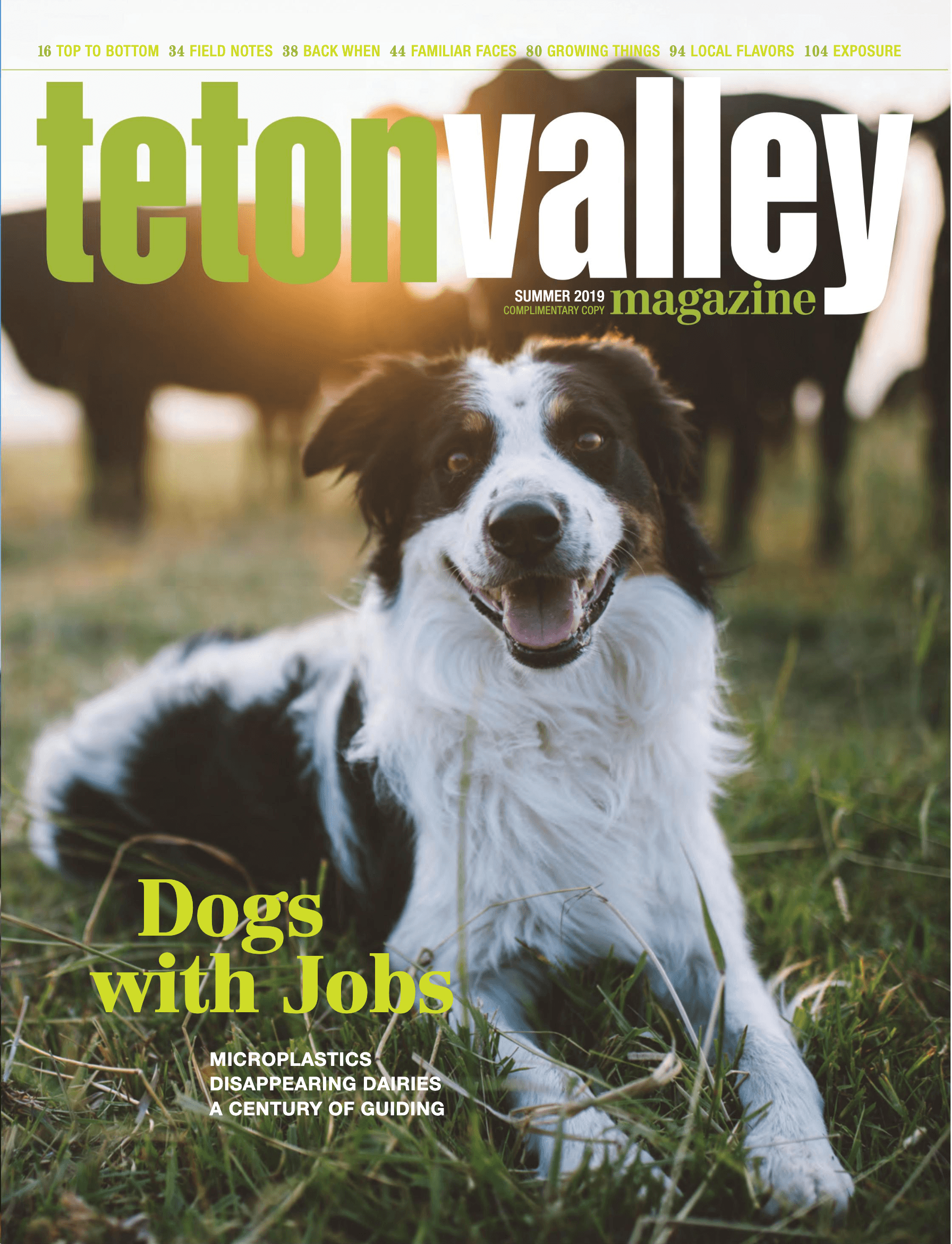 Summer 2019 Cover of Teton Valley Magazine with a dog herding cows.